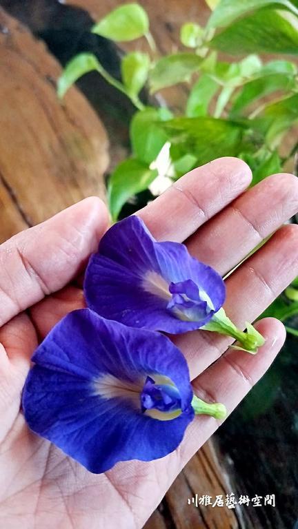 Chuan Ya Ju Homestay 旗山区 エクステリア 写真
